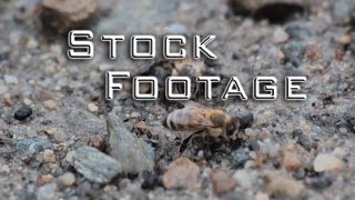 Free Stock Footage - Insects - honey-bees, fly