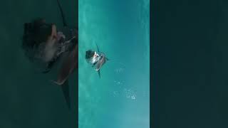 Tiger Shark feed on a pufferfish #shorts