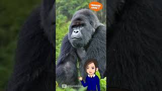 Tahukah Kamu : Gorilla #shorts