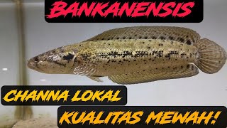 Keindahan channa lokal indonesia. . BANKANENSIS Emas nya channa