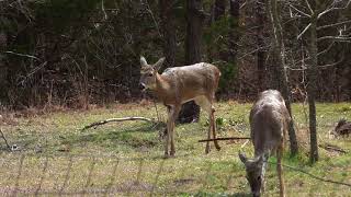 Whitetail Feeding Habits