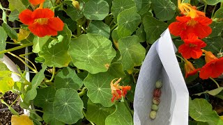 Harvesting nasturtium seeds from the garden | zone 10a / 10b #gardening