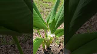 Grow #Ginger & #Tumeric for Very Beautiful #Ornamental #Ediblegardening. #shorts #shortvideo