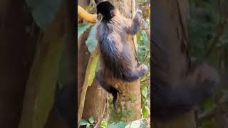 Macaco prego na Mata (parte 2)