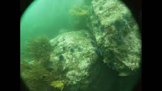 Spearfishing out of Los Angeles Sept. 2023 #spearfishing #fishing #underwater #breathing #relaxing