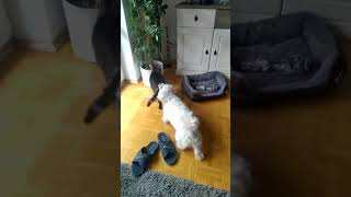 Hund und Katze hassen sich