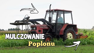 🔥Mulczerowanie Poplonu🔥Zetor w akcji🔥Mafiabron Team