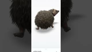 european hedgehog