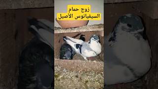 زوج حمام السيفيانوس الاصيل buchon sivianos #shortvideo #pigeon #حمام