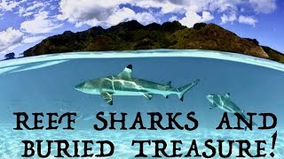 Shark encounter! British Virgin Islands Bareboat Charter