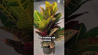 5 Plantas RESISTENTES: ¡Ideales para Principiantes! | Urbangreen Parte 1 🍃