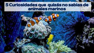 5 Curiosidades que no sabías de animales marinos