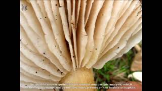 Pluteus brunneoradiatus. Champimaginatis. English Text.