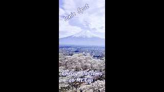 The Best Places to Watch the Cherry Blossoms at Ionic Mt Fuji #shorts