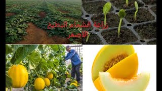 طريقة زراعة البطيخ الاصفر-الشمام-