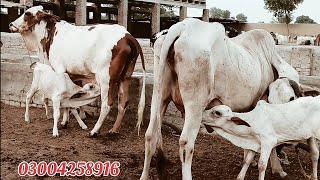 عزیز کیٹل فارم اینڈ پلائی سینٹر حاصل پور Aziz Cattle Farm and Palai Center Hashilpur