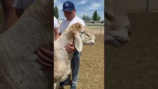 Атаман #арашан #shorts #automobile #animals #кочкор #shortvideo #sheep #гиссар #farming #lamb