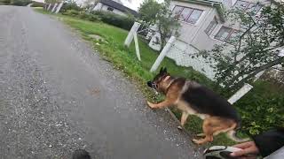 German shepherd on walk. Eros på tur. 25.09.2024. still you tubes most boring video part 2