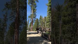 Giant sequoias, Mariposa Grove #sequoias #california #nationalparks #trvelvlog #globalexplorer