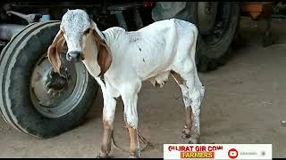 gir cow Gujarat
my top class gir cow