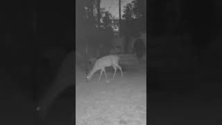 Deer scared away from eating my garden