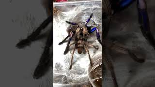 Chilobrachys natanicharum (ex electric blue) mating blue tarantula pairing