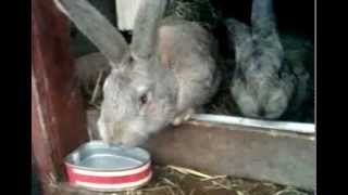 KRÓLIK PIJE WODĘ \ rabbits drinking water