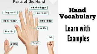 Parts of the hand. Hand parts.  Hand vocabulary.