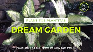 Part 1 : PLANTITOS PLANTITAS DREAM GARDEN