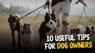 10 Useful Tips For Dog Owners | Master Your Pup's Happiness