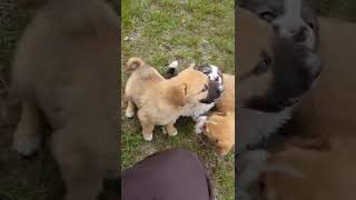 توله سگها،puppies