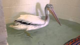 Fred the White Pelican - taking a little dip