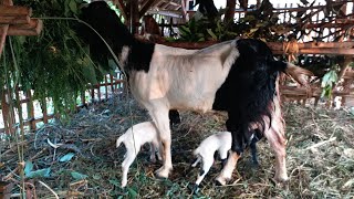 Telah Lahir Dengan selamat , kambing ku 😍😍