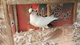 My new baby pigeon setup par Aaya Hai #MAsadBirds #shauk #pigeonbaby