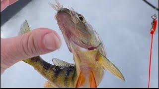 Perch all day! #icefishing #shorts #perchfishing