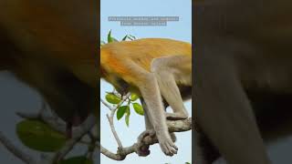 Proboscis monkeys are the primate world's most prolific swimmers