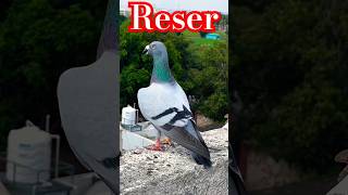 Reser pigeon kabootar bazi video🔥😱 💯 #kabootr #bird #kabootar #birdspecies #ytviral #shorts #yt