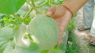 Aaliya Musk melon 🍈 and cucumber 🥒 see Green only one NET house farming . 8295774001