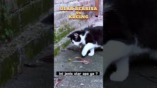 ular berbisa vs kucing lucu bertarung sampai menyerah #animals #lucu #shorts