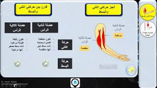 الجهاز العضلي || 1- مقارنة بين حركتي الثني والبسط