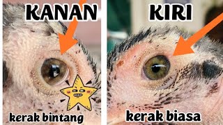 @pengetahuan katuranggan ayam  II bint⭐ng paningal II