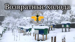 Пасеку замело снегом. Зимовка пчёл в Сочи