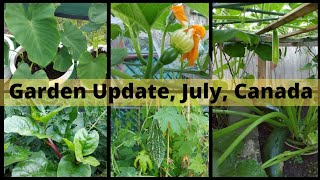 Garden Update # July # 2021 # Canada # Bd Gardening And Cooking In Canada