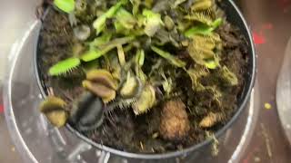 Recovering, carnivorous plants update week 11