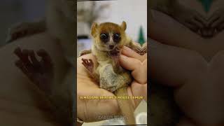 Top 10 Smallest Animals In The World #shorts