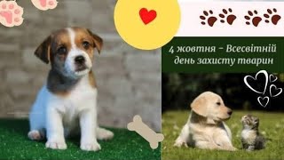 4 жовтня - Всесвітній день захисту тварин 🐾🐕🐱🐰🐼🐻🐷🦓🐢🐒🦥🦘🐪🐤🐬