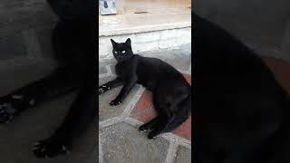 گربه سیاه شهری / عاشق بازی کردن با جارو هستشThe urban black cat / loves to play with the broom