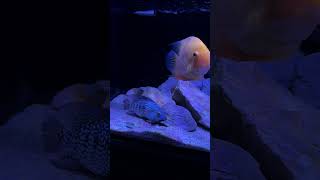 Malawi Zoo Shop - Sarajevo #sarajevo #animals #fish #aquarium