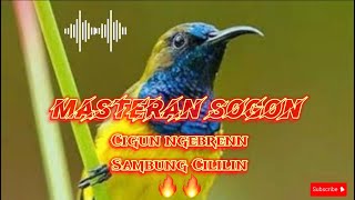 Masteran sogokontong/Sogon materi mewah tembakan bren Cigun sambung Cililin🔥🔥Audio jernih #sogon