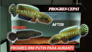 REVIEW PROGRES SINGKAT RIM PUTIH BABY AURANTI #auranti #channagalak #channaindonesia #rimputih